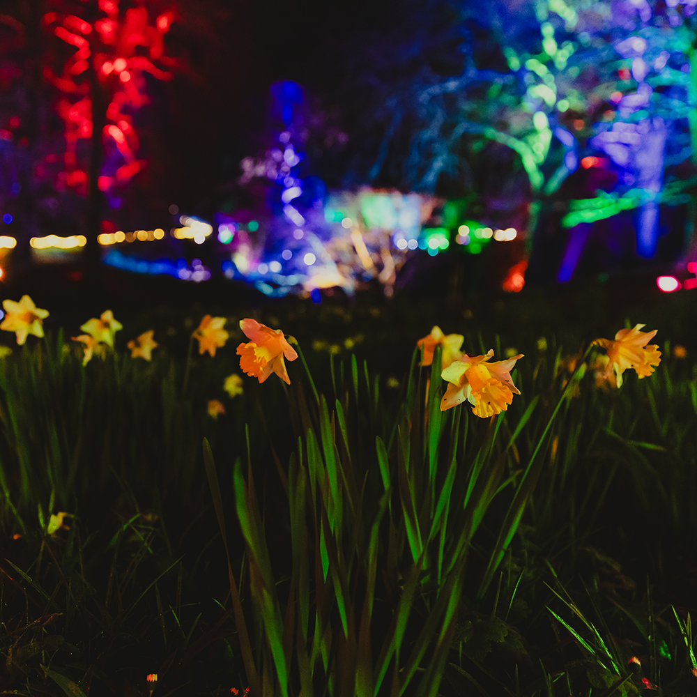 Daffodils with background of lights illuminating behind at Wonderglow
