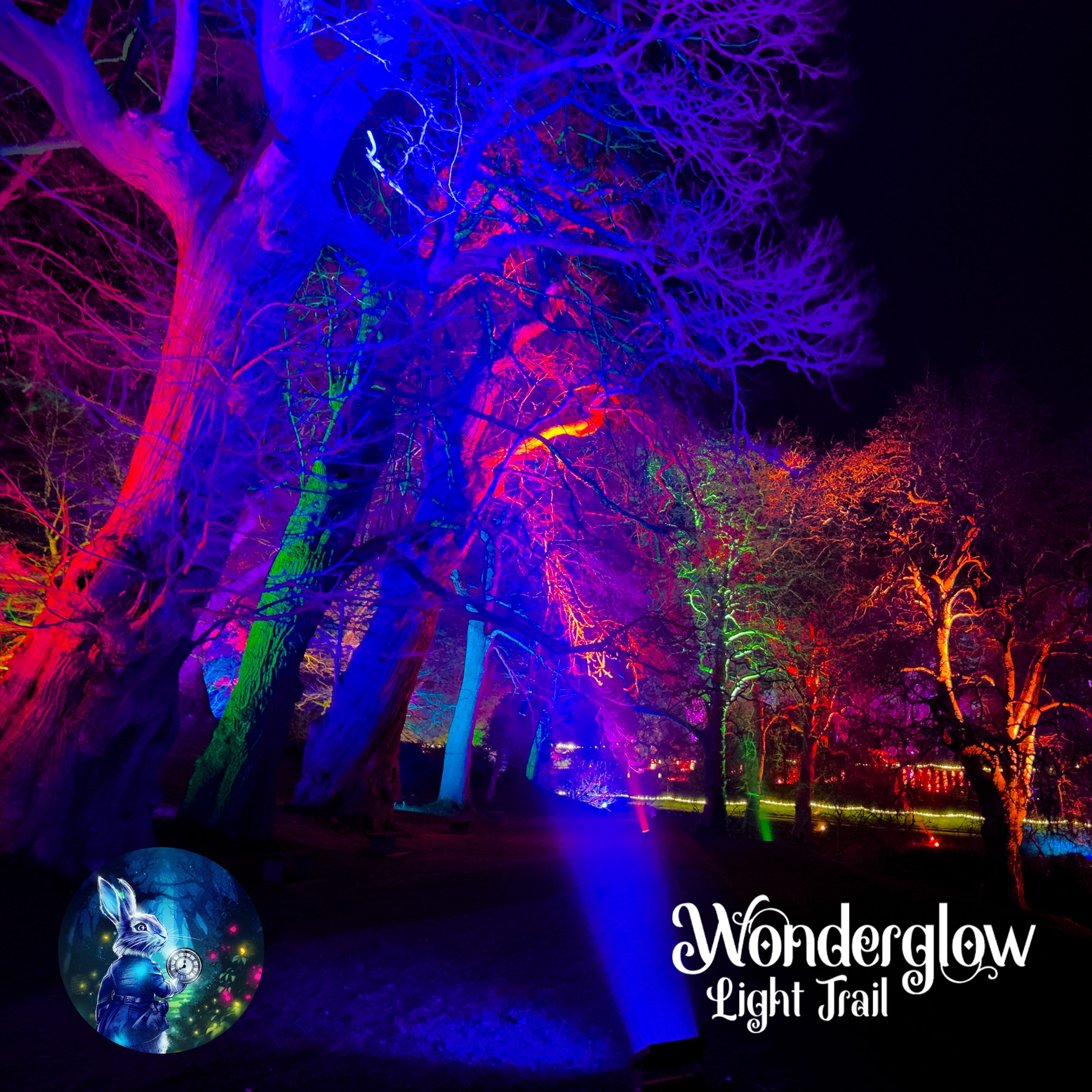 Trees lit up at the Wonderglow Light Trail Experience