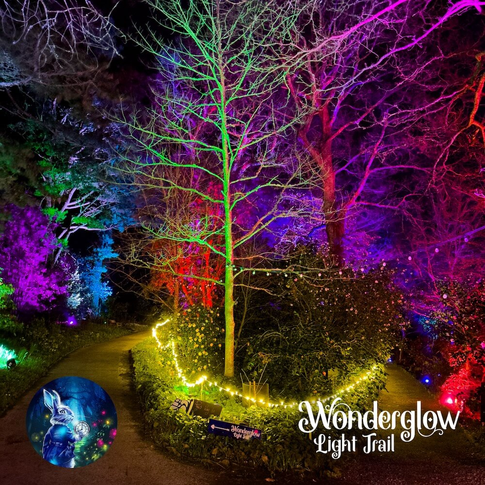 Trees illuminated at the Wonderglow light trail