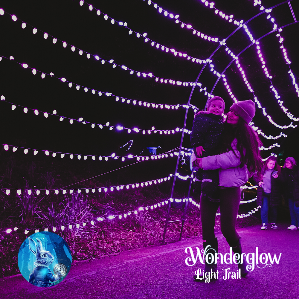 Customers walking through a purple light tunnel at the Wonderglow Light Trail
